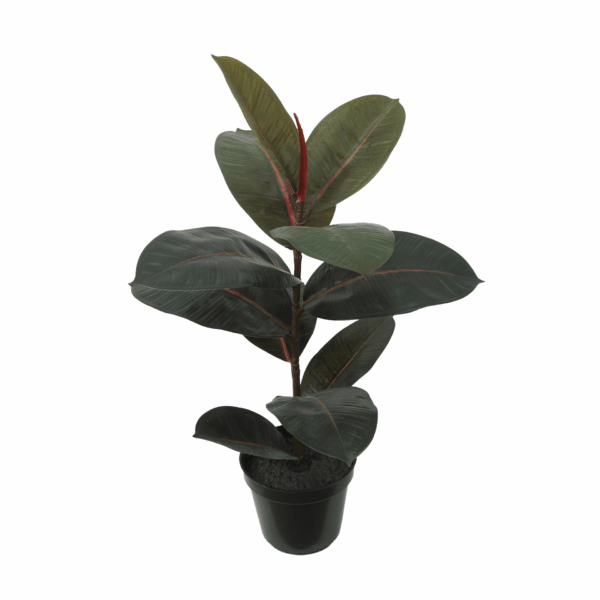 BLACK PRINCE RUBBER PLANT
