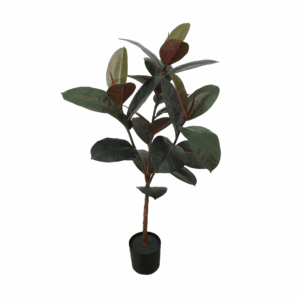 BLACK PRINCE RUBBER PLANT