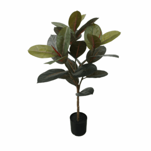 BLACK PRINCE RUBBER PLANT