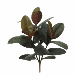 BLACK PRINCE RUBBER PLANT