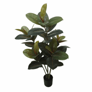 BLACK PRINCE RUBBER PLANT