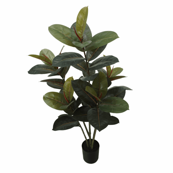 BLACK PRINCE RUBBER PLANT