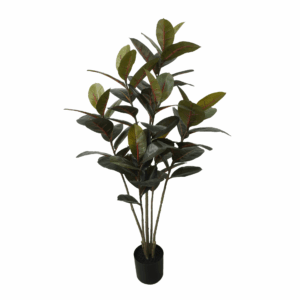 BLACK PRINCE RUBBER PLANT