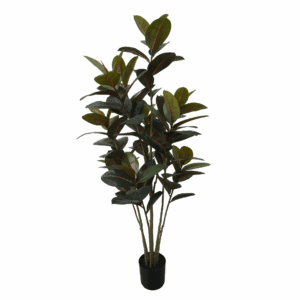 BLACK PRINCE RUBBER PLANT