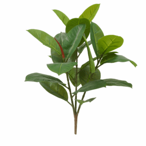 BLACK PRINCE RUBBER PLANT