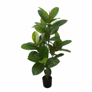 BLACK PRINCE RUBBER PLANT