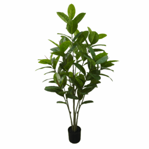 BLACK PRINCE RUBBER PLANT