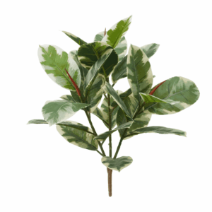 BLACK PRINCE RUBBER PLANT