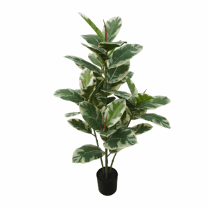BLACK PRINCE RUBBER PLANT