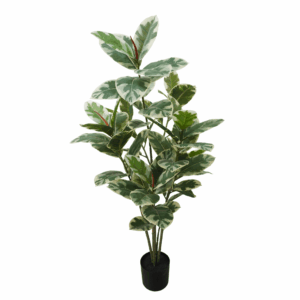 BLACK PRINCE RUBBER PLANT