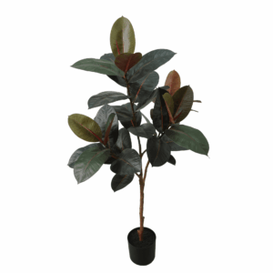 BLACK PRINCE RUBBER PLANT