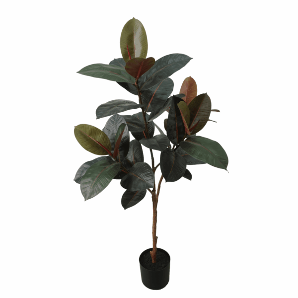 BLACK PRINCE RUBBER PLANT