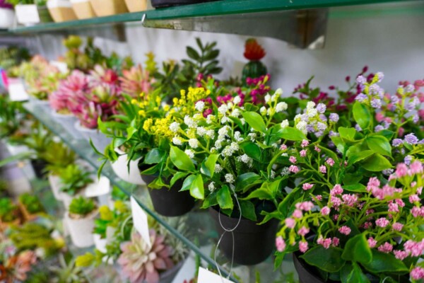 Artificial plants quick view02