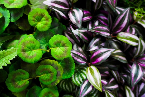 Artificial plants quick view05